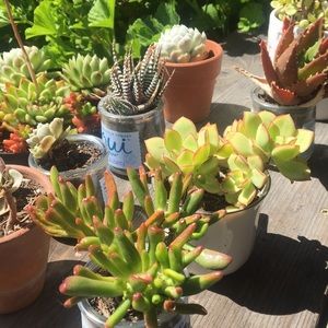 Meet your Posher, Joy